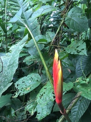 Heliconia episcopalis