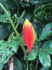 Heliconia episcopalis