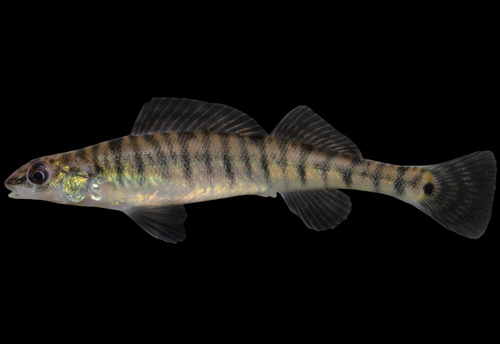 Bigscale logperch (Percina macrolepida) — Percidae