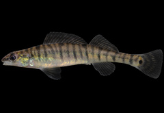 Bigscale Logperch photo 1
