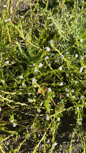 Plagiobothrys stipitatus iNat (3)