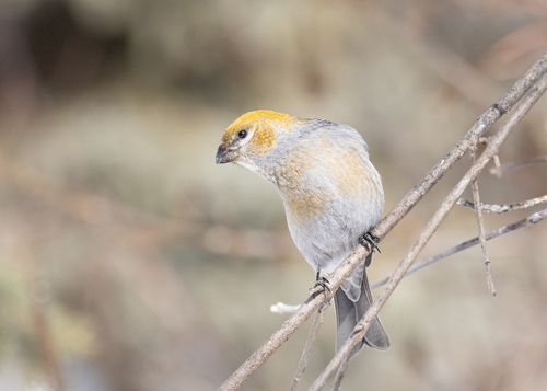 Pine Grosbeak