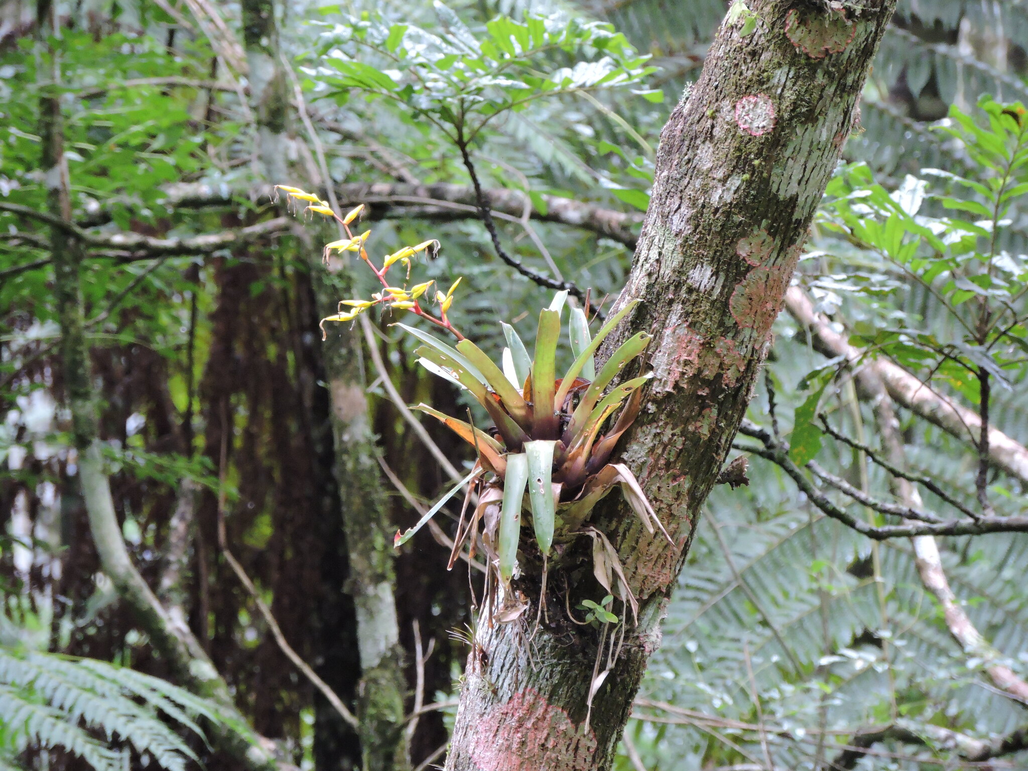 Vriesea rodigasiana