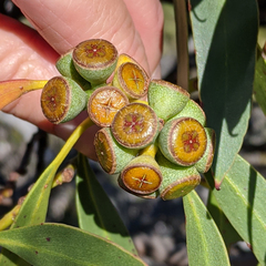 Eucalyptus coccifera