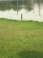 Phalacrocoracidae