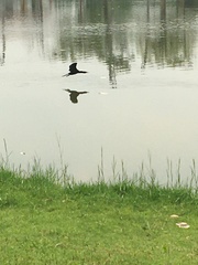 Phalacrocoracidae