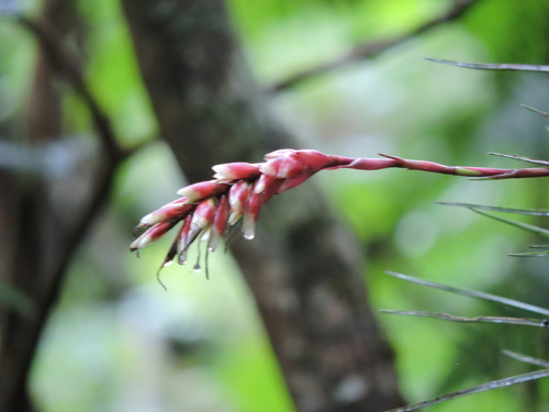 Vriesea flammea, photograph 3
