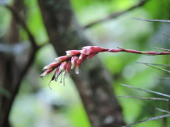 Vriesea flammea, photograph (c) Fabrício Mil Homens Riella, some rights reserved (CC BY)