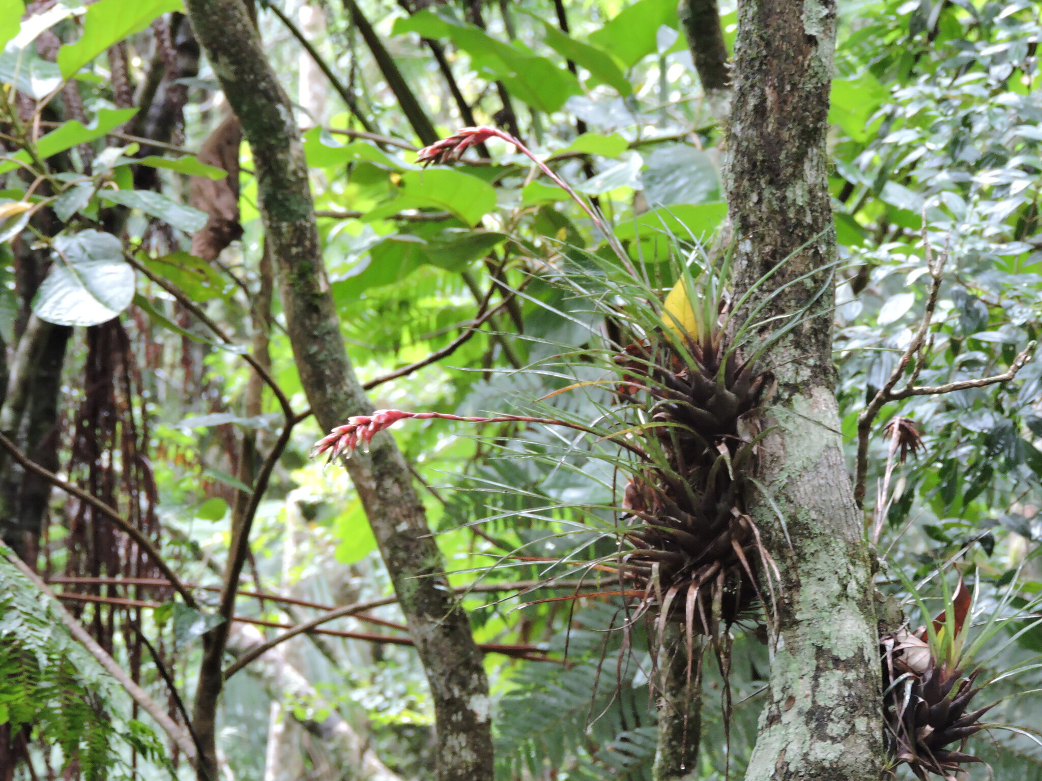 Vriesea flammea