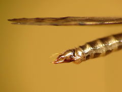 Neolimonia rara