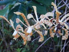 Arachnis × maingayi