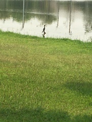 Phalacrocoracidae