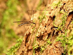 Neolimonia rara