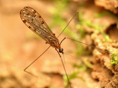 Neolimonia rara