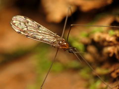 Neolimonia rara
