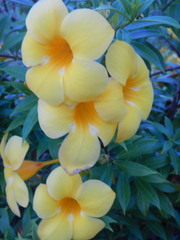 Allamanda