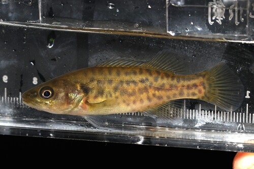 Mary River cod (Maccullochella mariensis) — Percichthyidae
