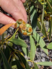Eucalyptus coccifera