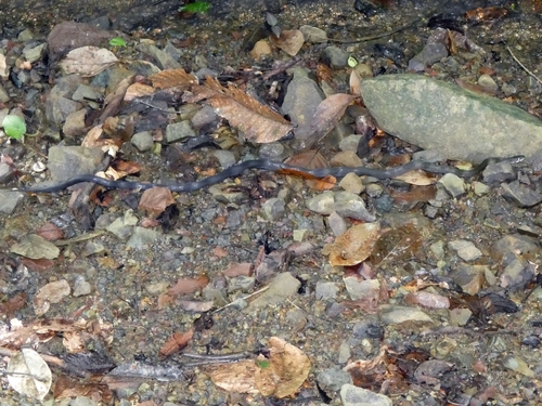 Black Copper Rat Snake
