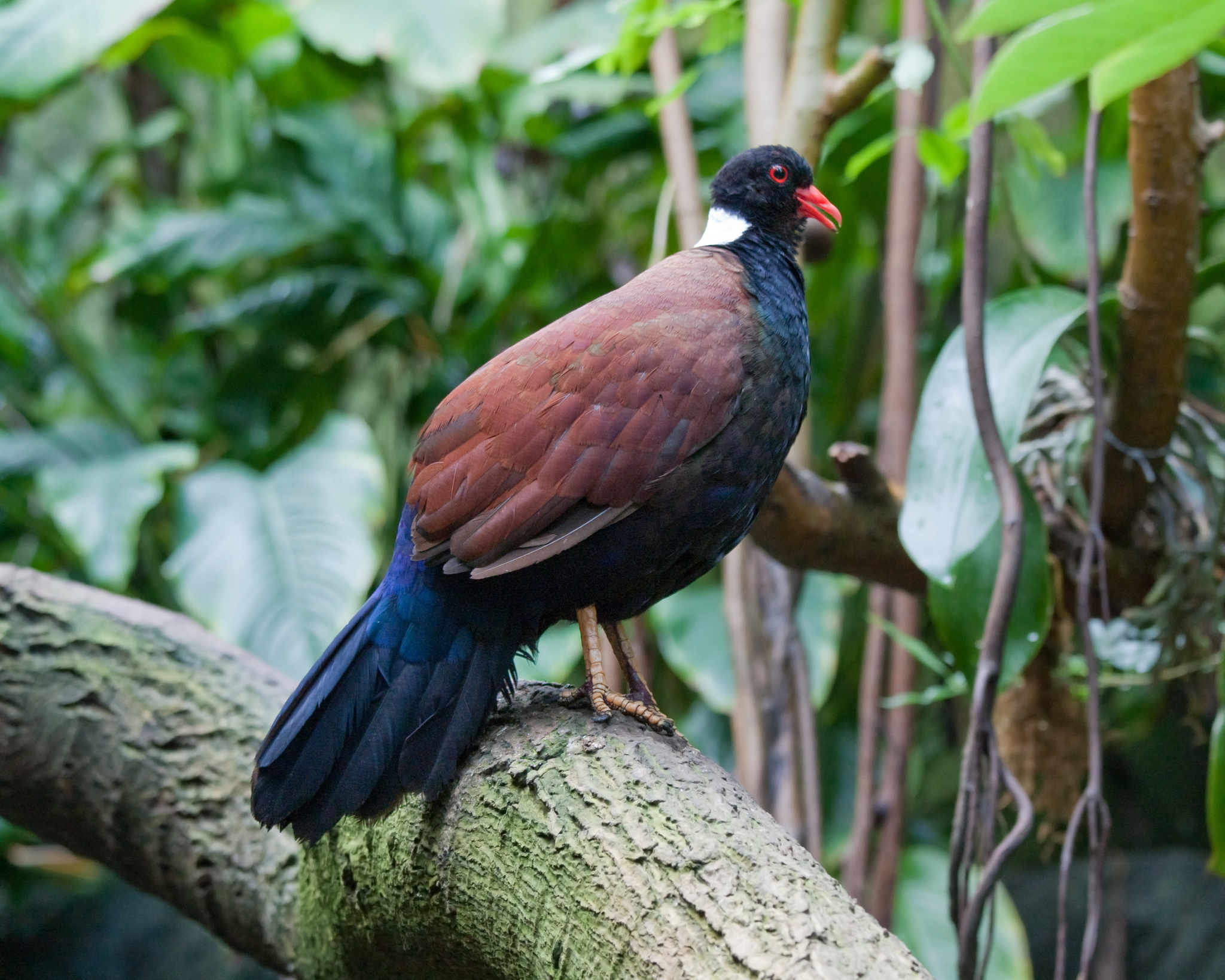 Pheasant Pigeon illustration