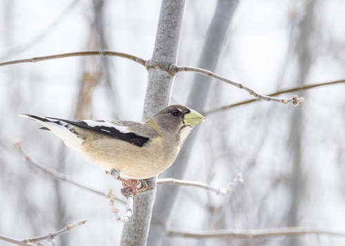 Evening Grosbeak