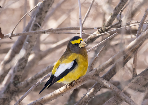 Evening Grosbeak