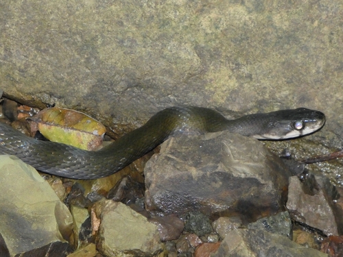 Black Copper Rat Snake