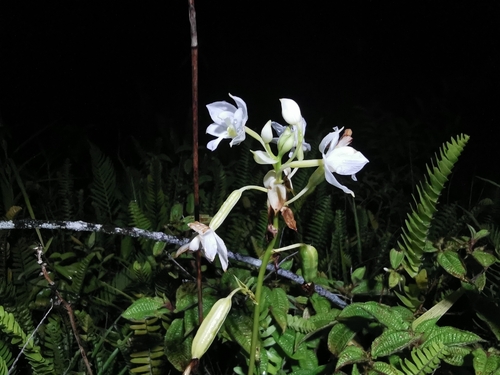 Spathoglottis plicata