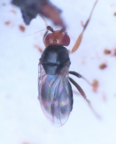 Unknown species found near Germantown, MD, USA