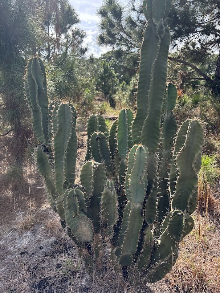 Lady Of The Night Cactus (Cereus hexagonus)