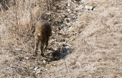 Sus scrofa ussuricus