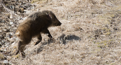 Sus scrofa ussuricus