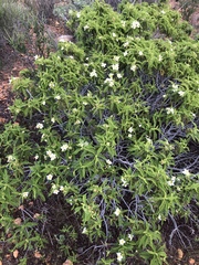 Chamaebatia australis