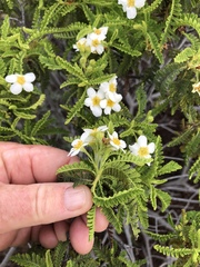 Chamaebatia australis