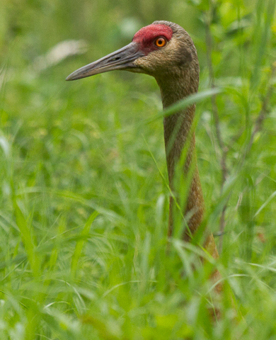 Sandhill Crane photographed in Minnesota