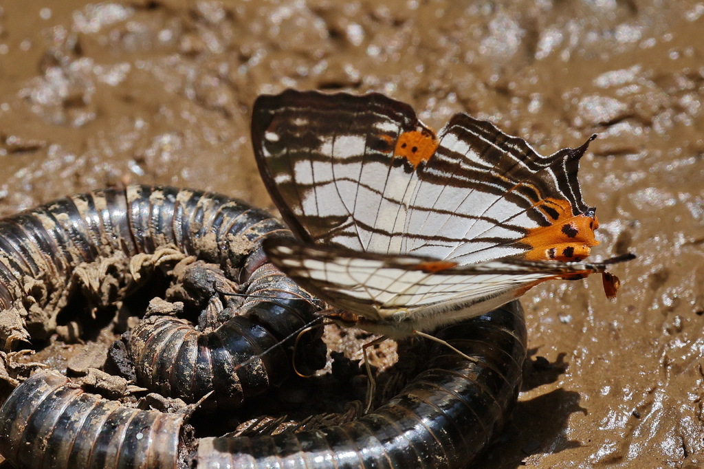 Cyrestis maenalis (Cyrestis maenalis)
