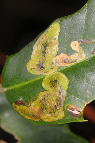 American Holly Leafminer