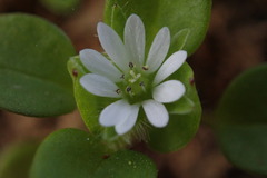 Stellaria media