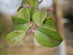 Loropetalum chinense
