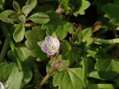 Veronica polita lilacina