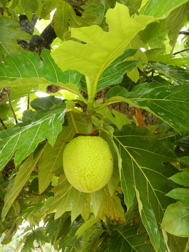 Artocarpus altilis observed 2017-01-26