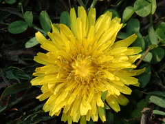 Veronica polita lilacina