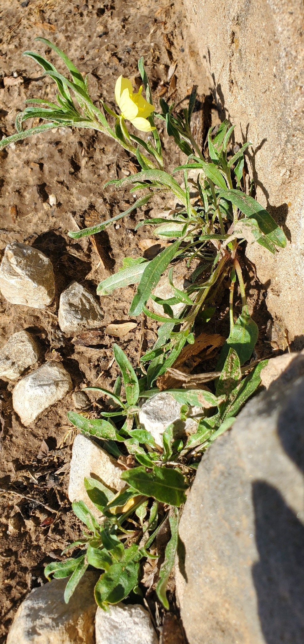 Mexican evening primrose