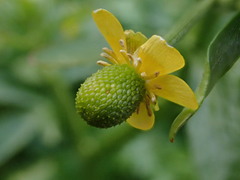Veronica polita lilacina