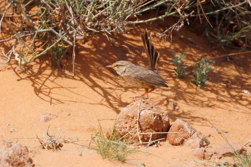 Streaked Scrub Warbler (Scotocerca inquieta), photo 3