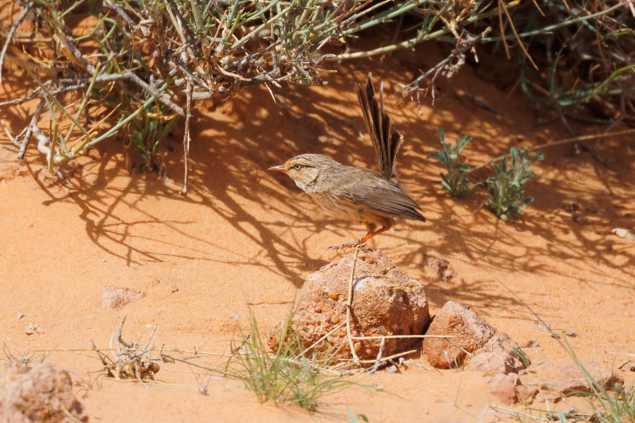 Streaked Scrub Warbler (Scotocerca inquieta), photo 4