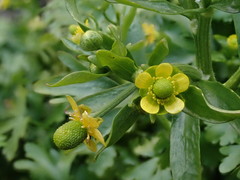 Veronica polita lilacina