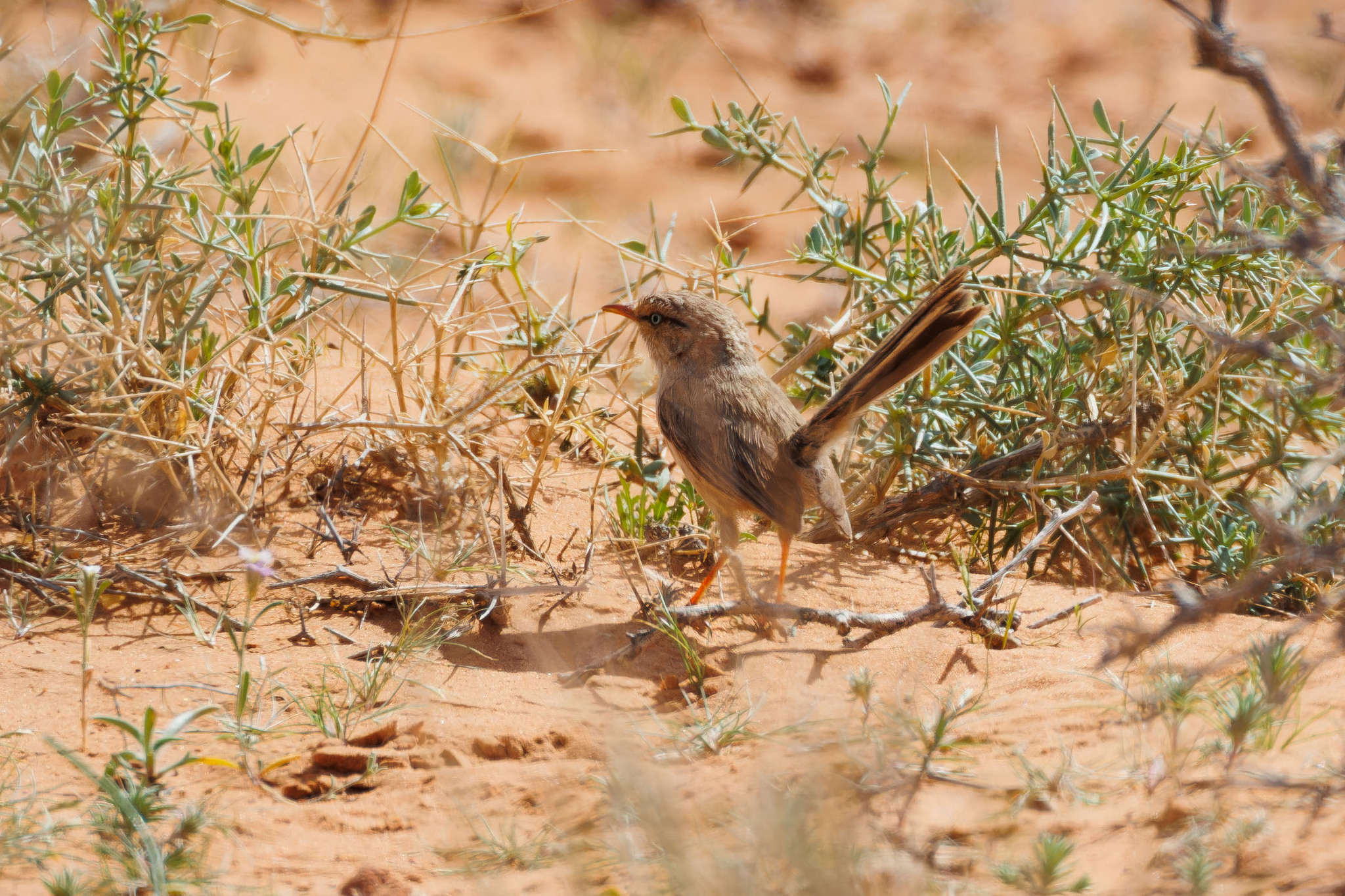 Streaked Scrub Warbler (Scotocerca inquieta), photo 5