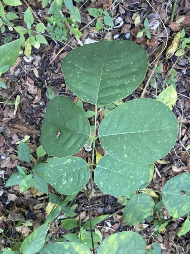 Jamaican dogwood (Piscidia piscipula)
