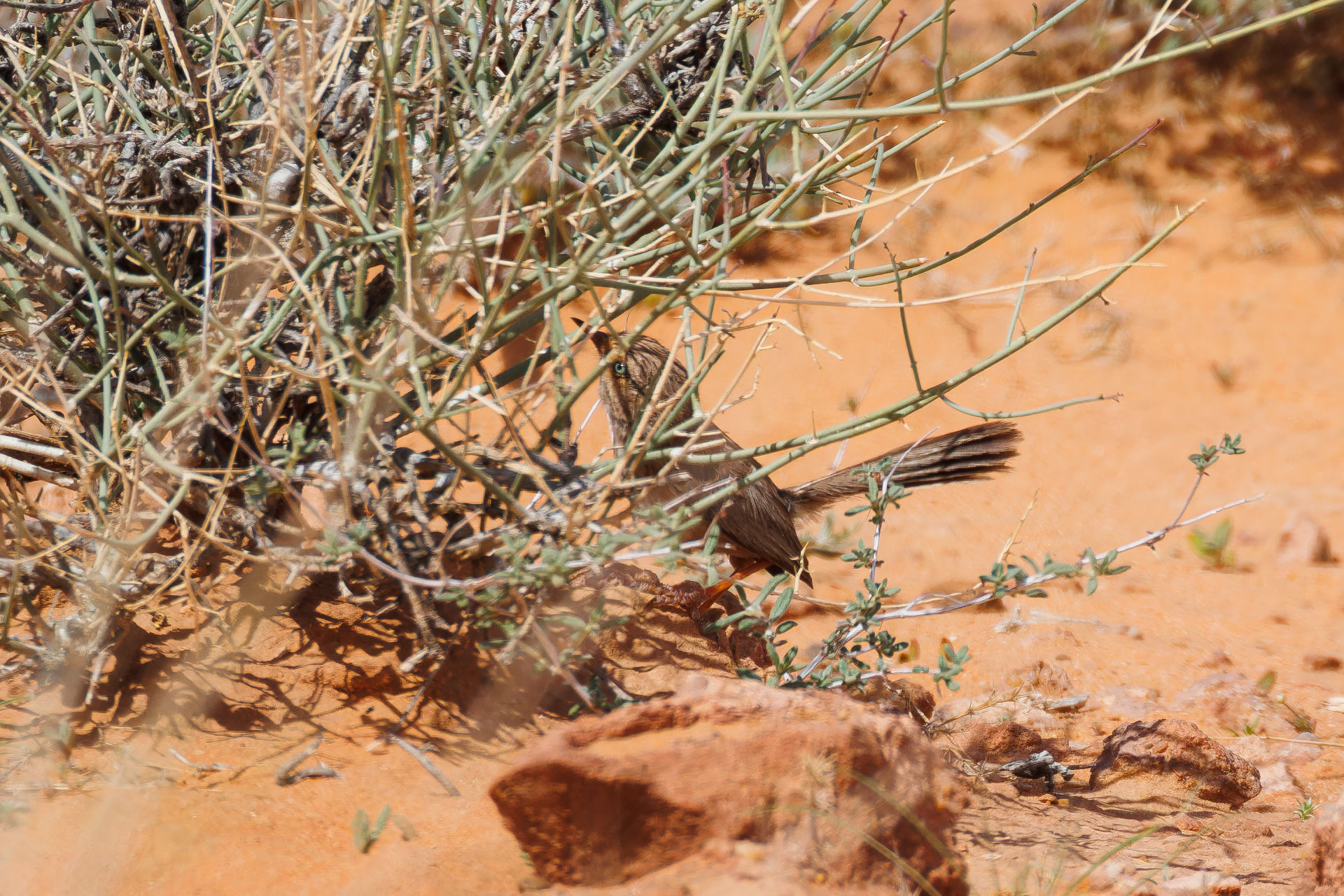 Streaked Scrub Warbler (Scotocerca inquieta), photo 6